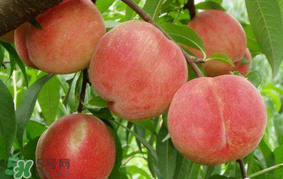 水蜜桃可以和香蕉一起吃嗎？水蜜桃可以跟香蕉同吃嗎？