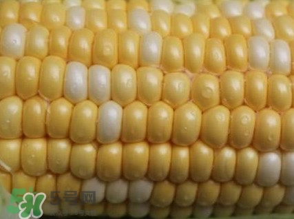 水果玉米孕婦能吃嗎？懷孕可以吃水果玉米嗎