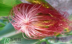 玉米須怎樣保存？玉米須可以曬干保存嗎？