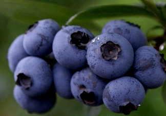 藍(lán)莓熱量高嗎？藍(lán)莓醬熱量高嗎？