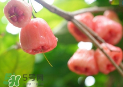 蓮霧什么季節(jié)吃最好？什么品種的蓮霧最好吃