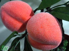 提子和桃子能一起吃嗎？提子和桃子一起吃好嗎？