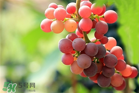 提子一天吃多少？提子一天吃幾個？