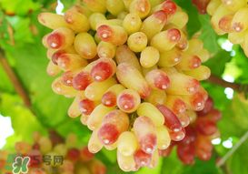 提子一天吃多少？提子一天吃幾個？