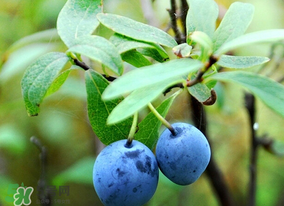 藍(lán)莓熱量高嗎？藍(lán)莓醬熱量高嗎？