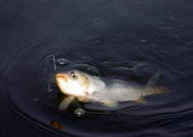 六月份怎么釣鯽魚？6月份釣鯽魚用什么餌料？