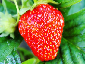 夏天有草莓嗎？夏天草莓結(jié)果嗎？