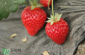 夏天有草莓嗎？夏天草莓結(jié)果嗎？