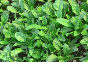 夏天可以種菠菜嗎？夏天菠菜為什么難種植？