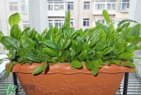 夏天可以種菠菜嗎？夏天菠菜為什么難種植？