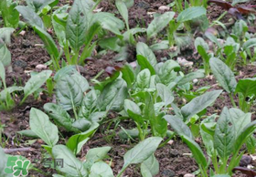 夏天可以種菠菜嗎？夏天菠菜為什么難種植？