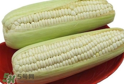 糯玉米怎么保存時間長？新鮮的糯玉米如何保存