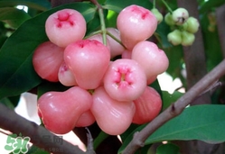 蓮霧什么季節(jié)吃最好？什么品種的蓮霧最好吃