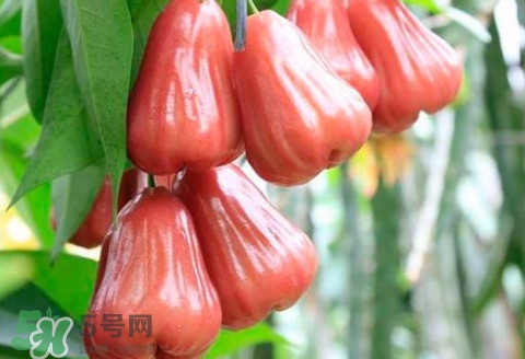 蓮霧什么季節(jié)成熟？蓮霧什么時候成熟