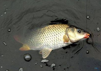 六月份怎么釣鯽魚(yú)？6月份釣鯽魚(yú)用什么餌料？