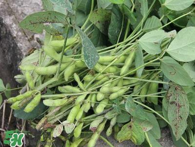 六月份可以種毛豆嗎？六月份毛豆怎么種植？