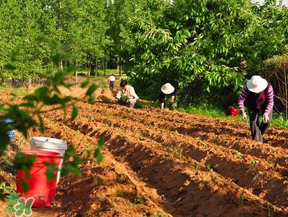 六月份可以栽地瓜嗎？六月份種紅薯晚嗎？