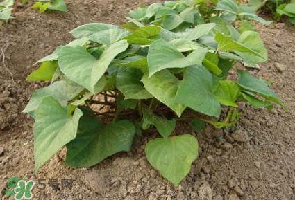 六月份可以栽地瓜嗎？六月份種紅薯晚嗎？