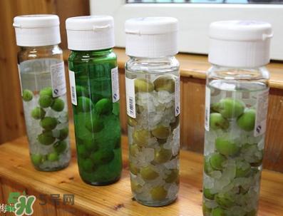 青梅酒用什么酒泡？青梅酒用什么酒好？