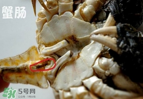 面包蟹是哪里產(chǎn)的？面包蟹哪里不能吃圖解