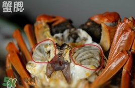 面包蟹是哪里產(chǎn)的？面包蟹哪里不能吃圖解
