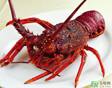 澳洲龍蝦是淡水的嗎？澳洲龍蝦是海鮮嗎？
