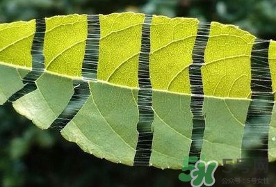 杜仲茶每天喝多少合適？杜仲茶喝多有什么不好