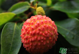 吃荔枝會(huì)流鼻血嗎？荔枝吃多了會(huì)流鼻血嗎？