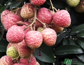 荔枝吃多了會流鼻血嗎？吃荔枝會流鼻血嗎？