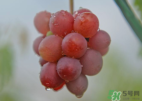 提子皮澀怎么處理？提子皮澀能吃嗎？