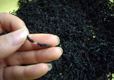 杜仲茶是熱性的嗎？杜仲茶和杜仲是一樣?xùn)|西嗎