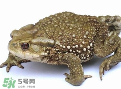 蟾蜍怎么讀？蟾蜍是保護(hù)動(dòng)物嗎？