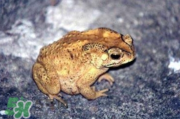 蟾蜍怎么分辨公母？蟾蜍如何養(yǎng)殖