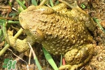 蟾蜍能治療癌癥嗎？蟾蜍能治什么病