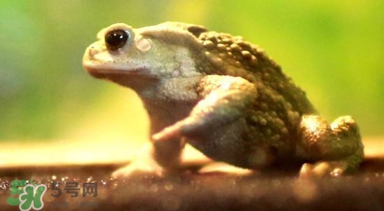 蟾蜍是害蟲還是益蟲？蟾蜍是幾級保護動物