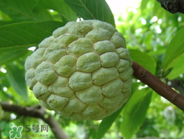 番荔枝什么時候成熟？番荔枝什么時候開花？
