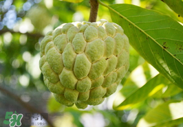 番荔枝什么時候成熟？番荔枝什么時候開花？