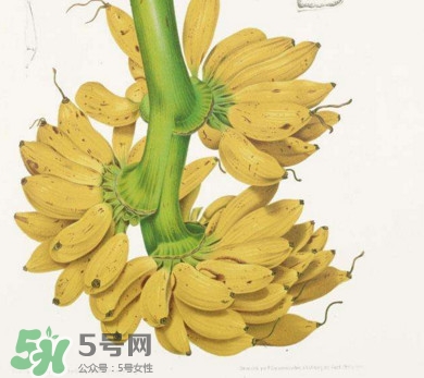 芭蕉里面的黑籽是什么？芭蕉是草本類還是木本類