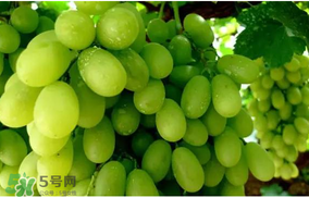 馬奶葡萄怎么保存？馬奶葡萄保存方法