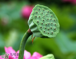 蓮蓬多少錢一斤？蓮蓬多少錢一個？