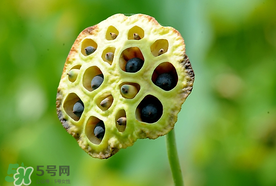 蓮蓬什么時(shí)候成熟？蓮蓬什么時(shí)候上市？