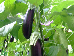 茄子怎么挑選？如何挑選茄子？