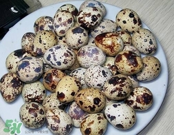 鵪鶉蛋和雞蛋哪個(gè)營(yíng)養(yǎng)價(jià)值高？鵪鶉蛋怎么選購(gòu)？