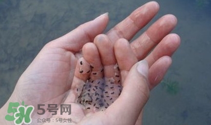 蟾蜍是不是癩蛤??？蟾蜍和青蛙的區(qū)別