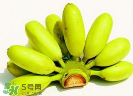 芭蕉是香蕉嗎？芭蕉和香蕉的區(qū)別