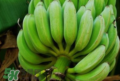 芭蕉可以放冰箱嗎？芭蕉能放冰箱保存嗎