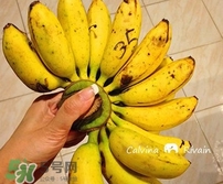 芭蕉里面的黑籽是什么？芭蕉是草本類還是木本類