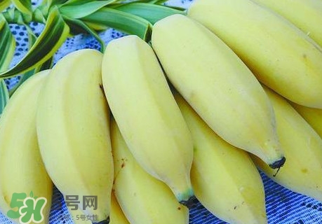 芭蕉里面的黑籽是什么？芭蕉是草本類還是木本類