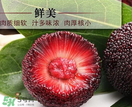 荸薺楊梅和東魁楊梅哪個(gè)好吃？荸薺楊梅跟東魁楊梅有什么區(qū)別？