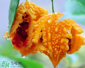 癩葡萄和苦瓜有什么區(qū)別？賴(lài)葡萄是苦瓜嗎？
